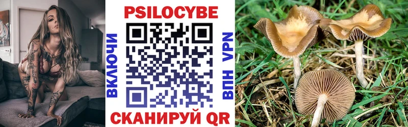 Галлюциногенные грибы Psilocybe  Новотитаровская 